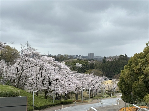中央大学多摩キャンパスの桜広場